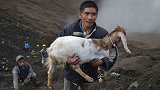世界最危险的习俗：往火山里扔山羊求平安，不小心就万劫不复！