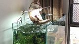 猫咪掉水里了。