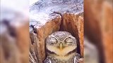 萌宠：猫头鹰：你是不是忘记了，我是上晚班的