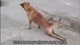 狗：可怜可怜我吧，我上有老下有小啊