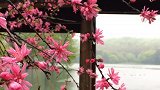 浸润春的颜色，渲染春的柔美，渺思缕缕，馨香片片。