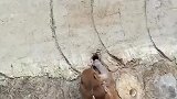 小猴卡在半坡上不去，爸爸见状上前解救