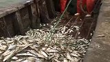 渔民大叔和朋友出海数天返回，赚了个满载而归！