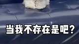 哈哈哈嚼几下空气缓解尴尬