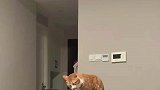 猫咪在桌子上舔猫爪，怎么有种啃鸭爪的既视感
