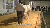 世界上最强壮的牛，长5米重3吨，被称为“牛界施瓦辛格”