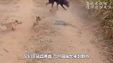狗狗在野外碰上巨蜥，上去就是一口，结果只闻一声惨叫！