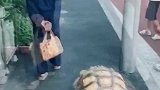 卧槽这只龟遛了好几代人了