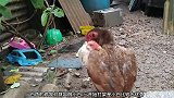 公鸡打架互相咬住对方的脖子，还不停的用脚踢来踢去