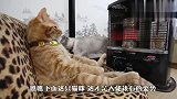 天气变冷也不怕，因为本喵有暖炉，这只猫是要成精吗？