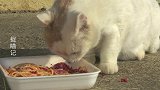 猫咪吸面条动作娴熟，吃的十分带劲！
