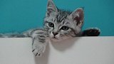 铲屎官骚扰猫咪睡觉，结果反被猫咪打残