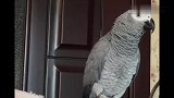 鹦鹉小灰太聪明了，又学了新的语句，小灰狗年快乐