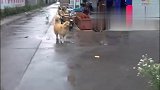 下雨给主人送伞的金毛，太贴心了