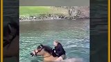 这匹马居然能在海里游泳