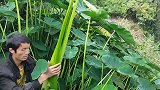 在农村蔬菜不用买！小伙田间地头一下子就收获一大把，你有吃过吗