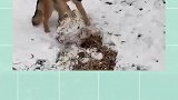 打雪仗嘛！我有狗啊