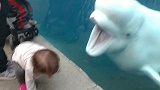 女孩似乎对海豚很好奇，海豚也好奇小女孩，碰撞出什么火花呢！