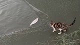 小猫咪胆子太大了，直接跑到河水里捕鱼，不是饿极了肯定不敢去！