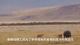 狮子遭到鬣狗抢食，鬣狗进攻森林之王遭到报复，狮子反击成功！