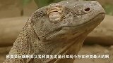 鳄鱼与科莫多巨蜥-鳄鱼攻击科莫多巨蜥巢，鳄鱼吃科莫多巨蛋！