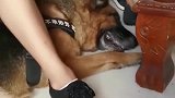 被领养的退役警犬，在院内听到训导员的呼唤，立刻跑出来！