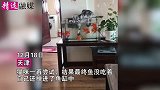 猫咪趴鱼缸上“虎视眈眈”，伸爪子水中猛操作，最终结果笑喷主人