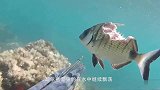 还有这么聪明的鱼？守在鱼洞张开大嘴巴，一口吞下小鱼