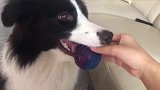 四川主人以为狗子想玩游戏，仔细一看才发现牙齿被卡住了。。