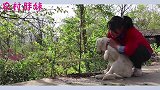 大洋不在家，胖妹逮鹅让新男神旺财帮忙，大洋直言吃醋啦