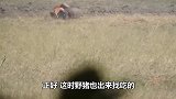 老虎大战野猪，谁能更胜一筹镜头拍下全过程