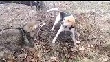 猎犬大战野狼场面十分激烈