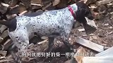 家里已经没柴烧了，狗狗就去山上叼回一根粗木桩，镜头记录全过程