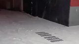 狗狗想打滚，却被严厉禁止