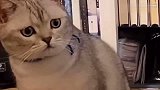 主人摸别的猫，小猫委屈得都快哭了，你怎么能这样呢