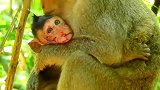 小猴子紧紧地抱住妈妈，只有猴妈给它安全感，难过