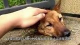 狗狗被卡在栏杆里，表情痛苦哀嚎不已，男子将其救出！