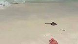 当小哥以为小平鱼被冲上沙滩时，网友：是那个坐着的在拉绳子！
