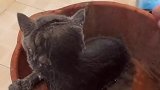 猫：铲屎的，你忘记放沐浴露了！