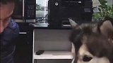在办公室长大的阿拉斯加犬，全公司都宠爱它，越来越肥了