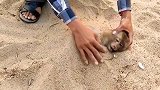 猴哥触电后，将其埋在沙里便能“复活”，这是什么原理