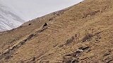 高原狼群猎食牧民家牦牛