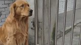 看见门外有只流浪狗，金毛把自己的食物分给它吃，被它感动了！