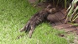 猫咪妈妈叼着小奶猫搬家，小猫的样子好萌