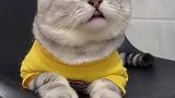 小猫咪的笑声原来是这样的