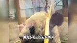 大熊猫“乐乐”死因已初步确定，中方已为接返大熊猫“丫丫”做好准备