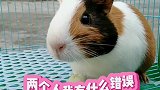 你们这样吵架也太可爱了吧