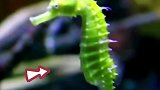 你敢相信吗？海马是由公海生出的