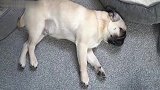 家里养了昏昏欲睡的三兄弟，别说出门遛了，看门都没谁乐意
