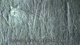 祁连山发现神秘的荒漠猫，颜值呆萌敢吃毒蛇，凶猛不输花豹